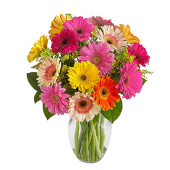 Gerbera 