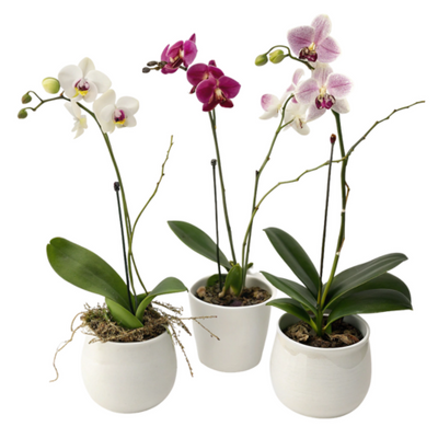 Potted Orchid