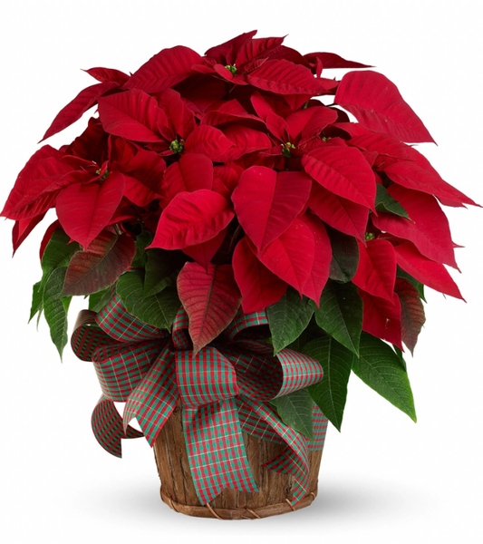THE POINSETTIA