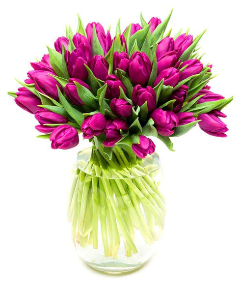30 Purple Tulips